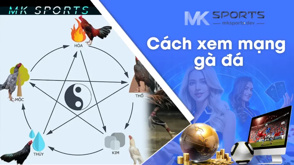 xem mạng gà đá